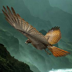 Red Tailed Hawk